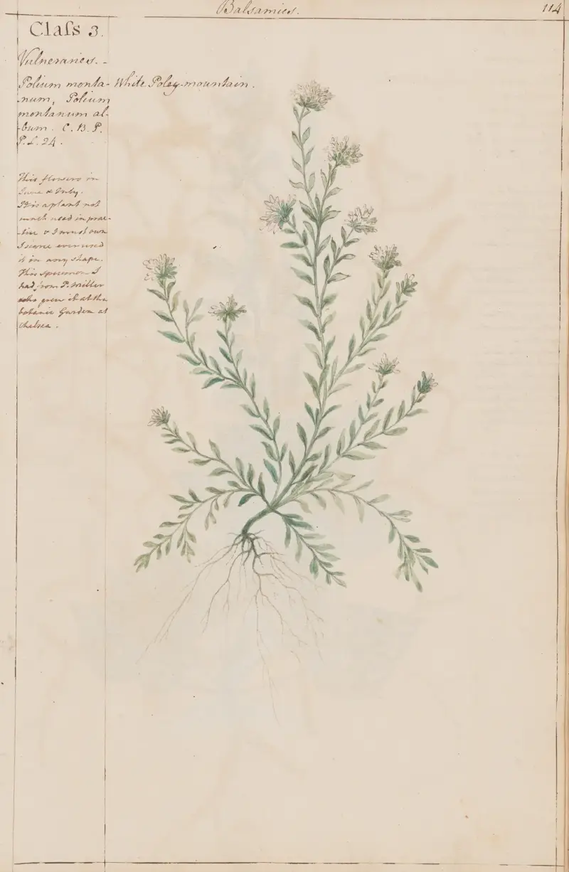 Weiße Poley-Blume von Joshua Webster