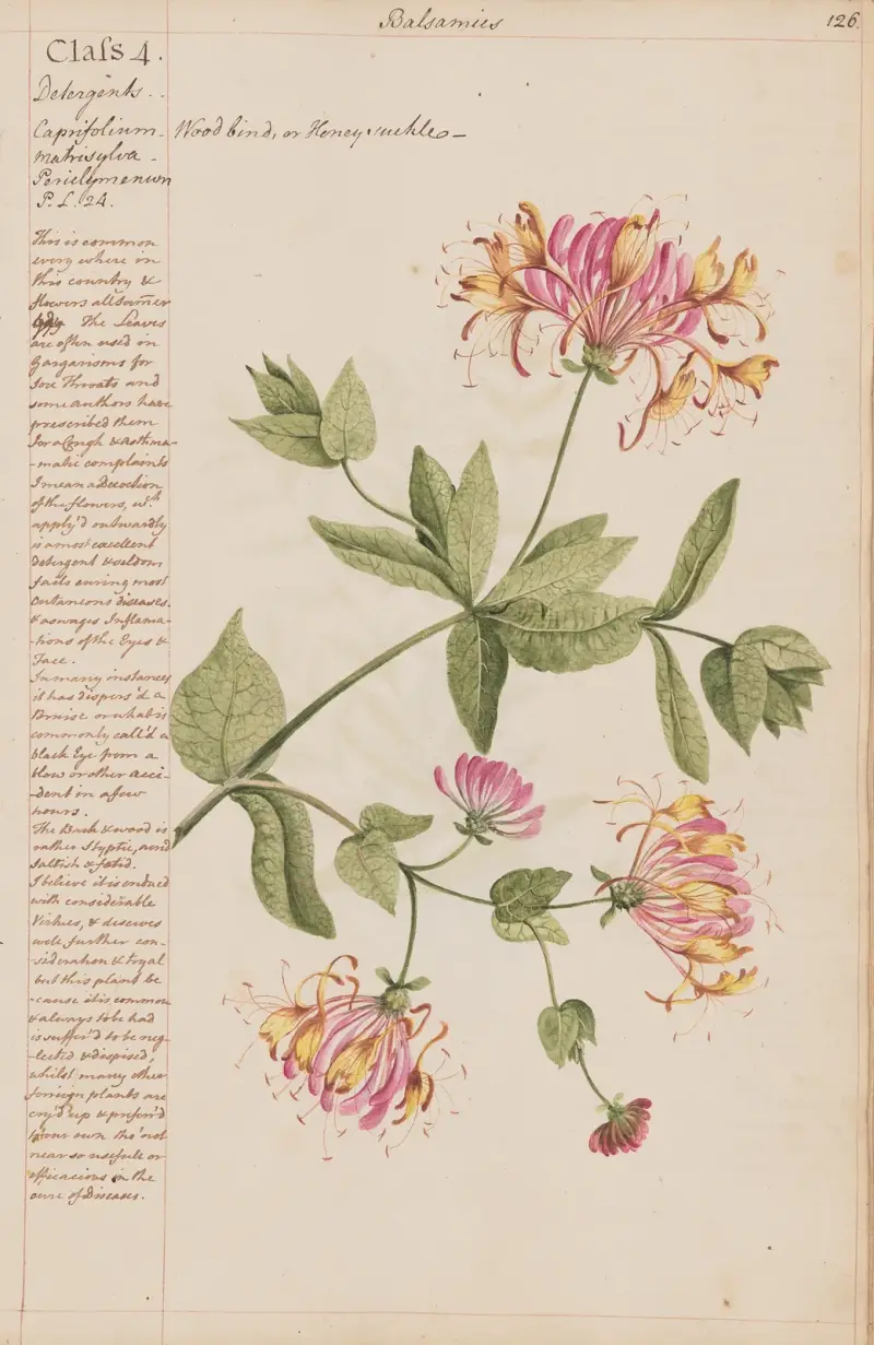 Wood bind oder Honeysuckle von Joshua Webster