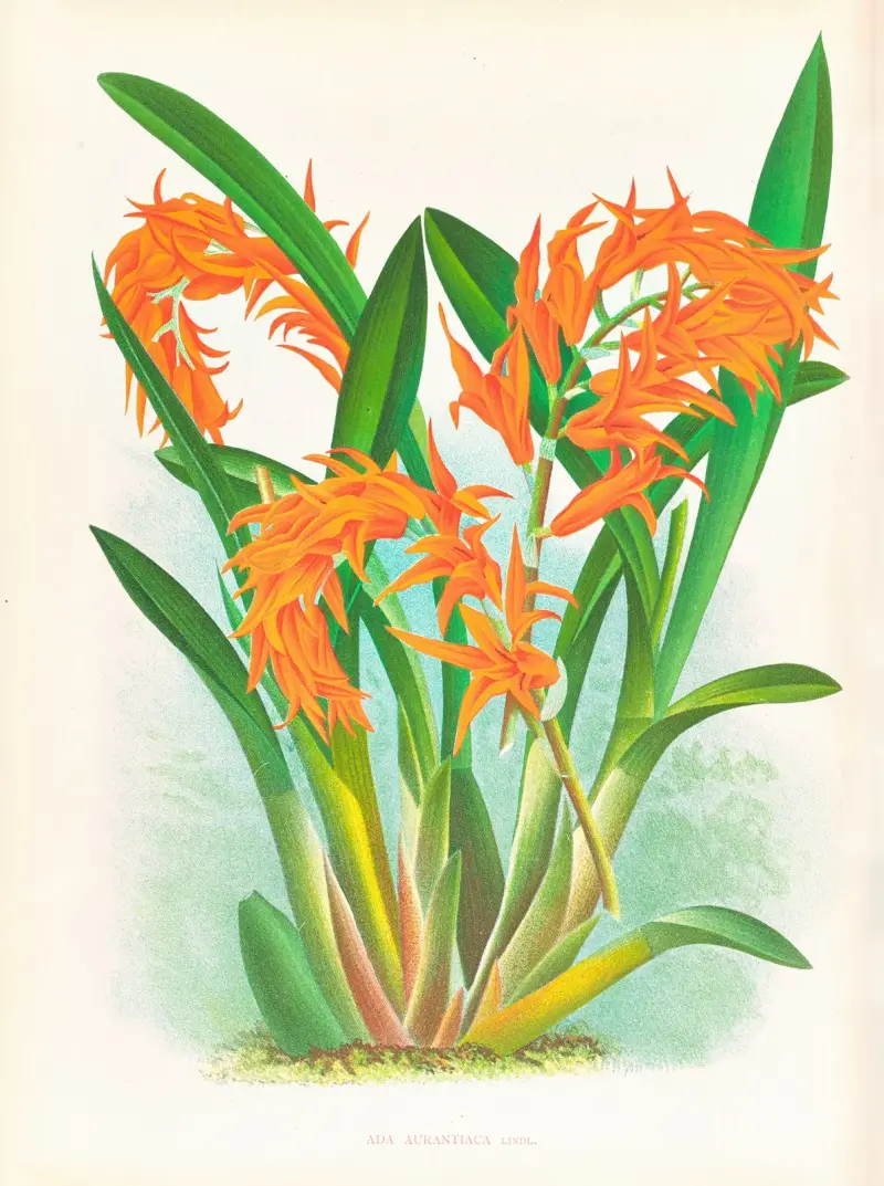 Ada aurantiaca av Jean Jules Linden