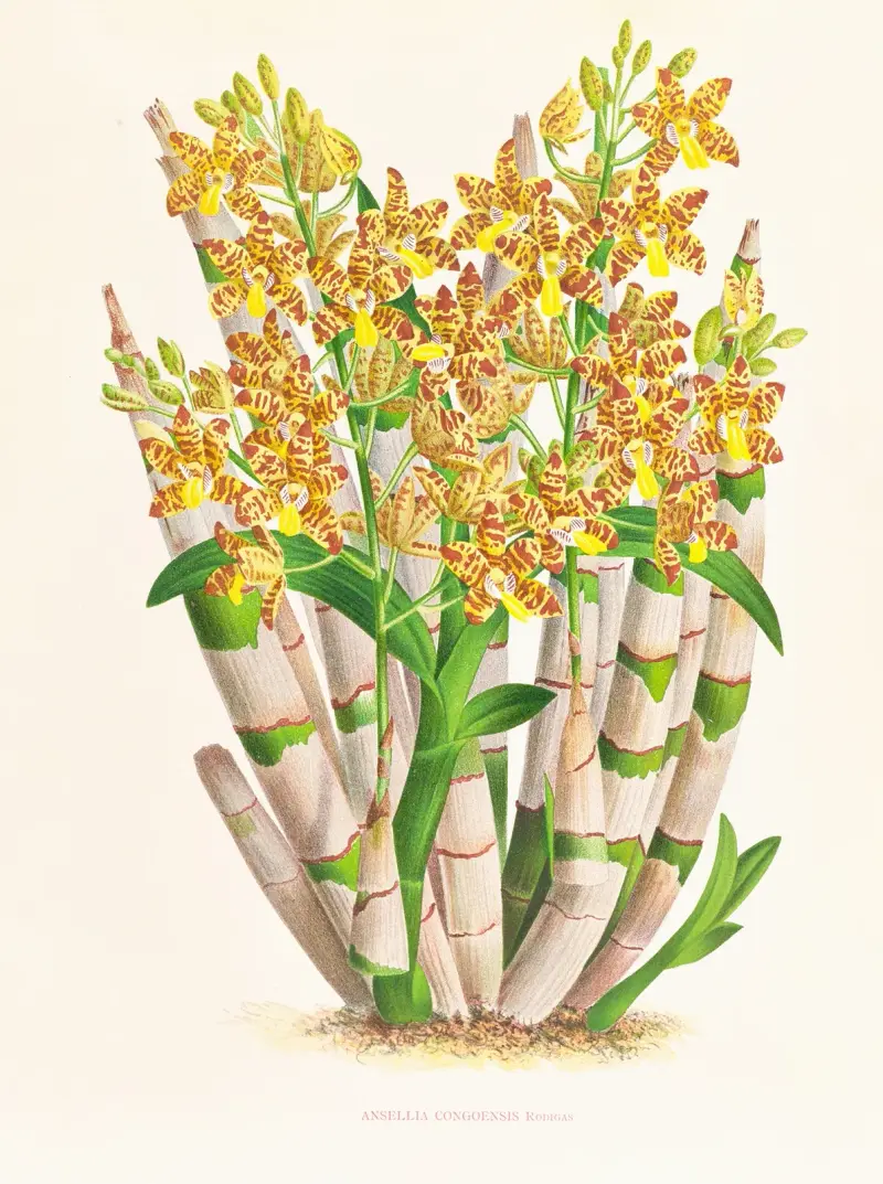 Ansellia congoensis av Jean Jules Linden