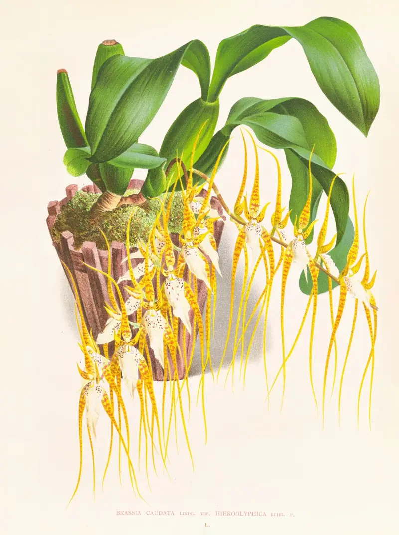 Brassia caudata, Jean Jules Linden