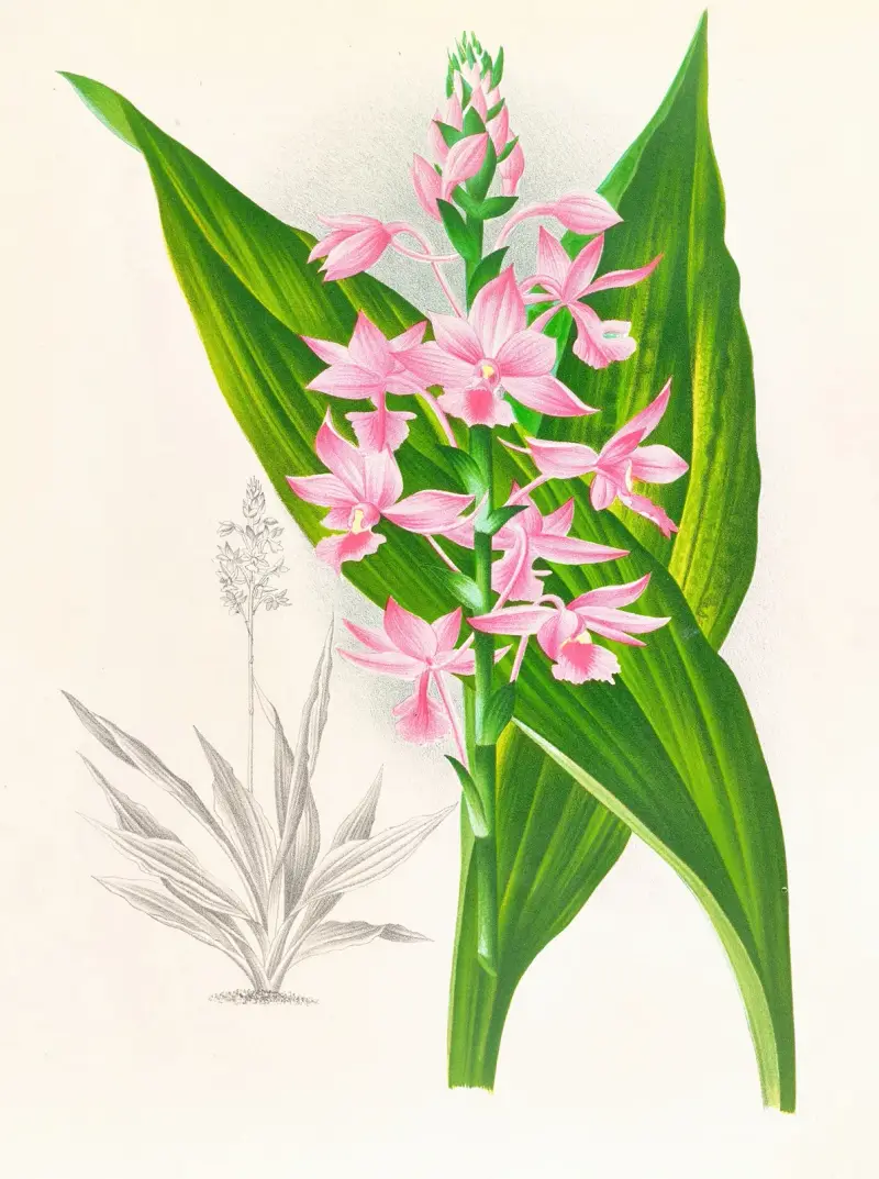 Calanthe Masuca av Jean Jules Linden