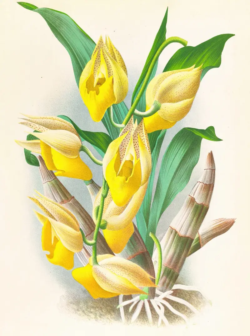 Catasetum macrocarpum, Jean Jules Linden