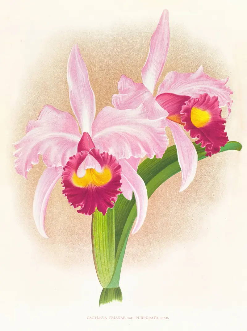 Cattleya trianae var. purpurata av Jean Jules Linden