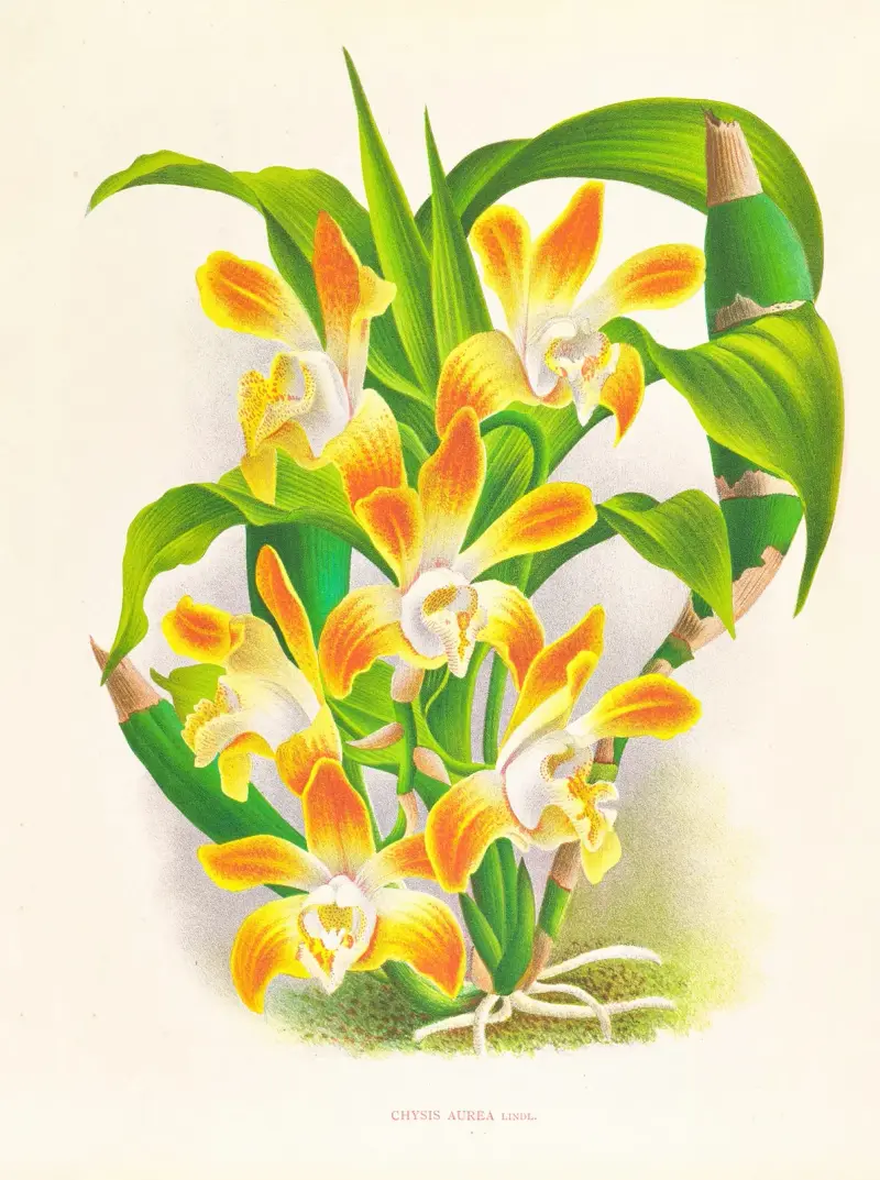 Chysis aurea, Jean Jules Linden