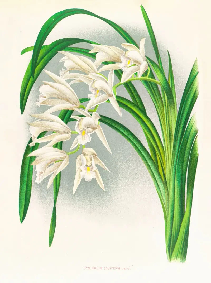 Cymbidium mastersi av Jean Jules Linden