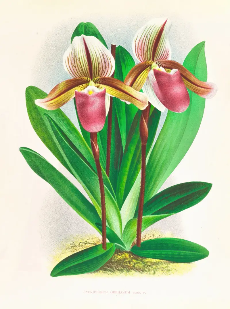 Cypripedium orphanum, Jean Jules Linden