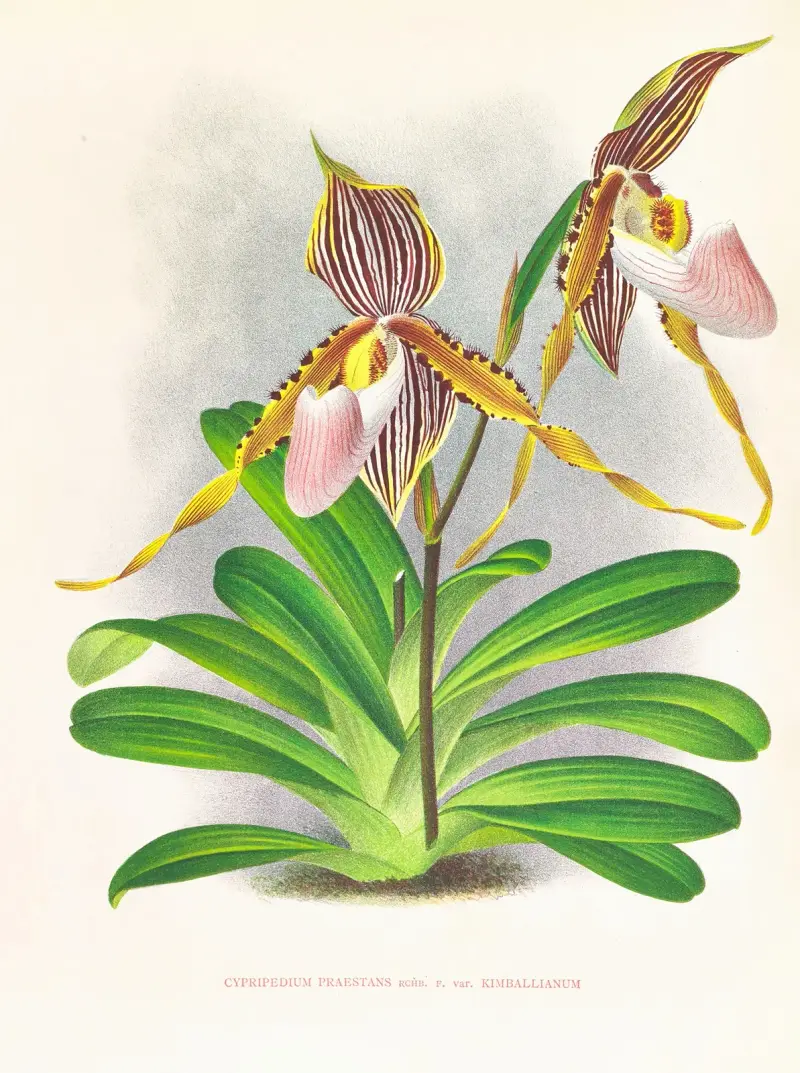 Cypripedium praestans var kimballianum av Jean Jules Linden