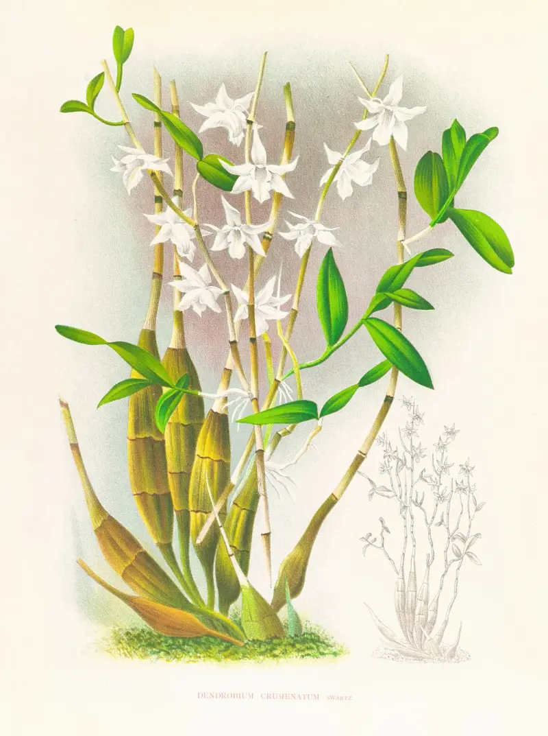 Dendrobium crumenatum av Jean Jules Linden