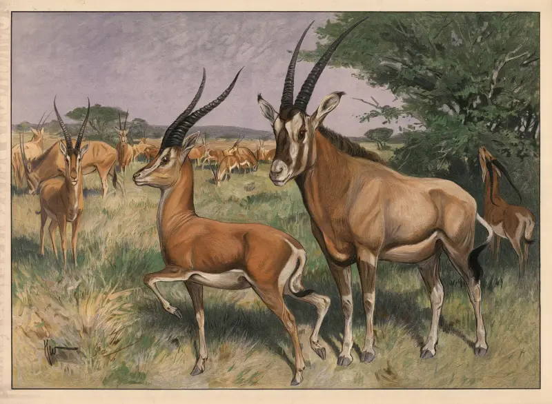 Antilope av Karl Wagner