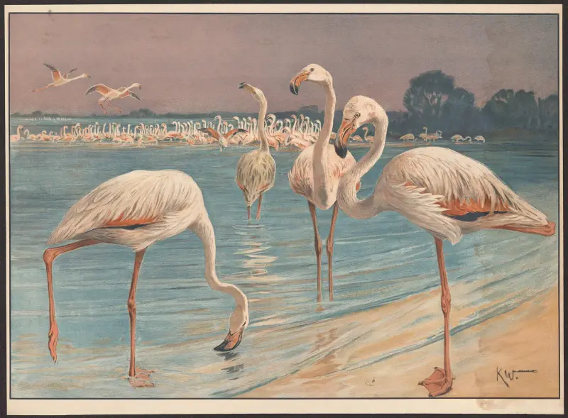 Flamingo von Karl Wagner