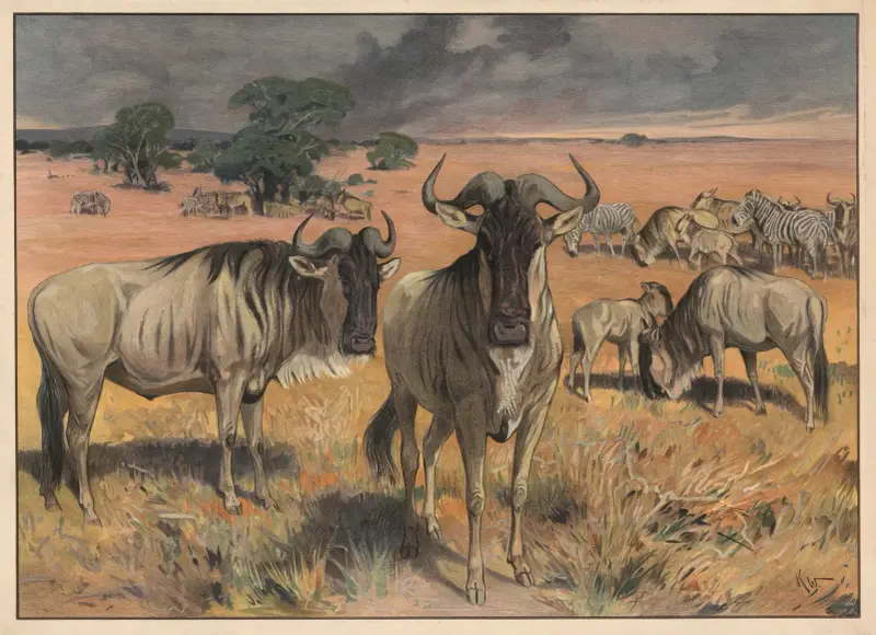 Gnu av Karl Wagner
