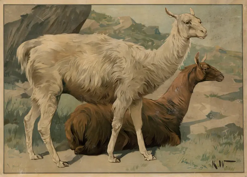 Lama, Karl Wagner
