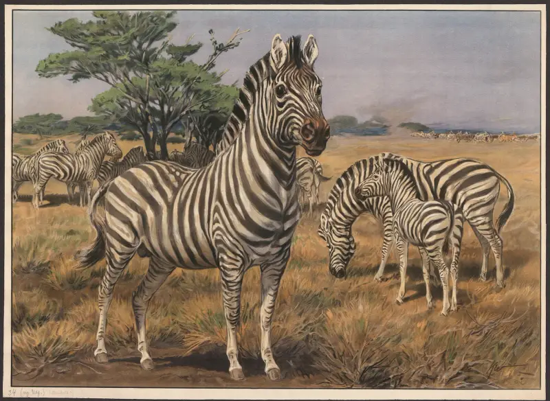 Zebra, Karl Wagner