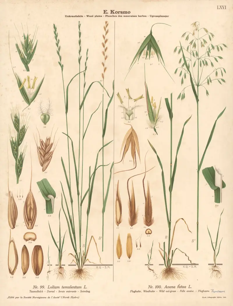 Darnel, Wild oat-grass von Knut Quelprud