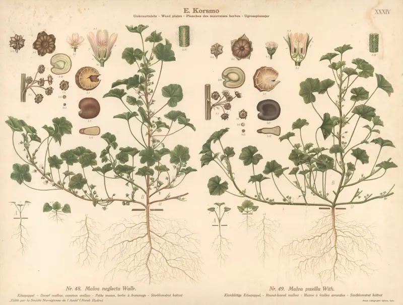 Dwarf mallow, common mallow, Round-leaved mallow av Knut Quelprud