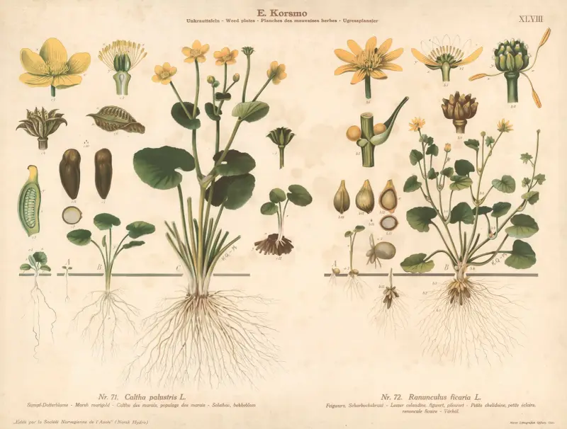 Marsh marigold, Lesser celandine, figwort av Knut Quelprud