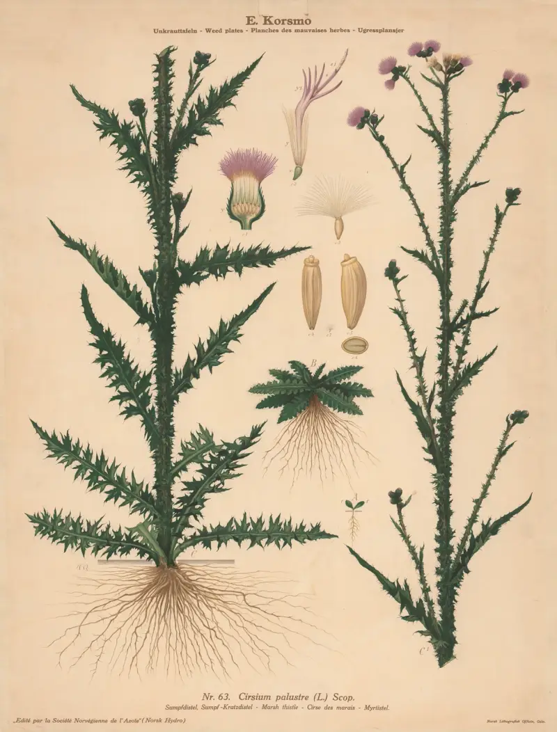 Sumpfdistel von Knut Quelprud