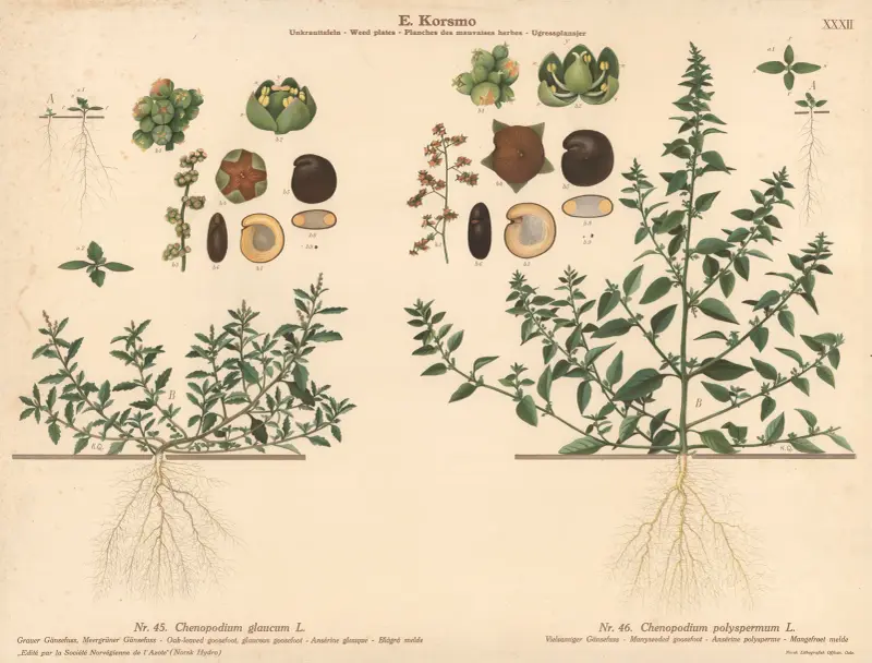 Oak-leaved goosefoot, glaucous goodsefoot, Manyseeded goosefoot av Knut Quelprud
