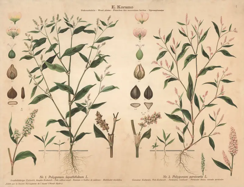 Pale willow-weed, Persicaria, redshank av Knut Quelprud