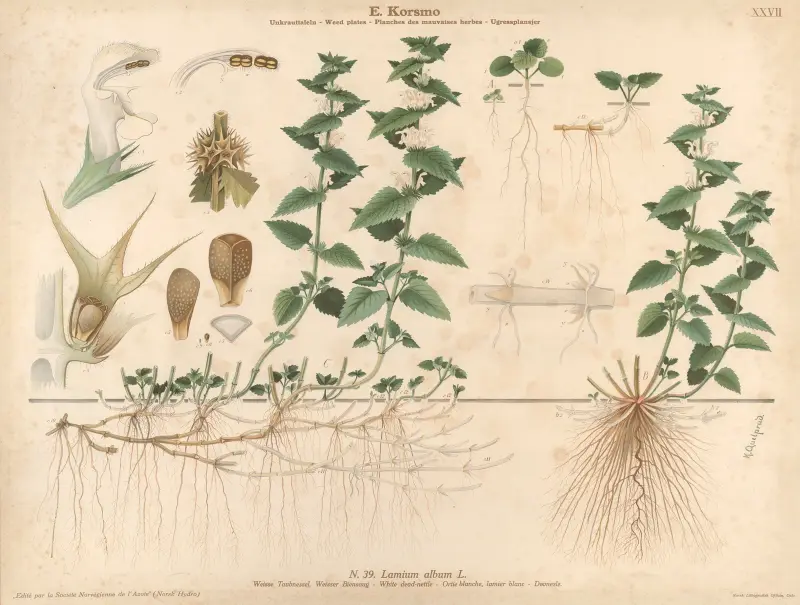 White dead-nettle av Knut Quelprud
