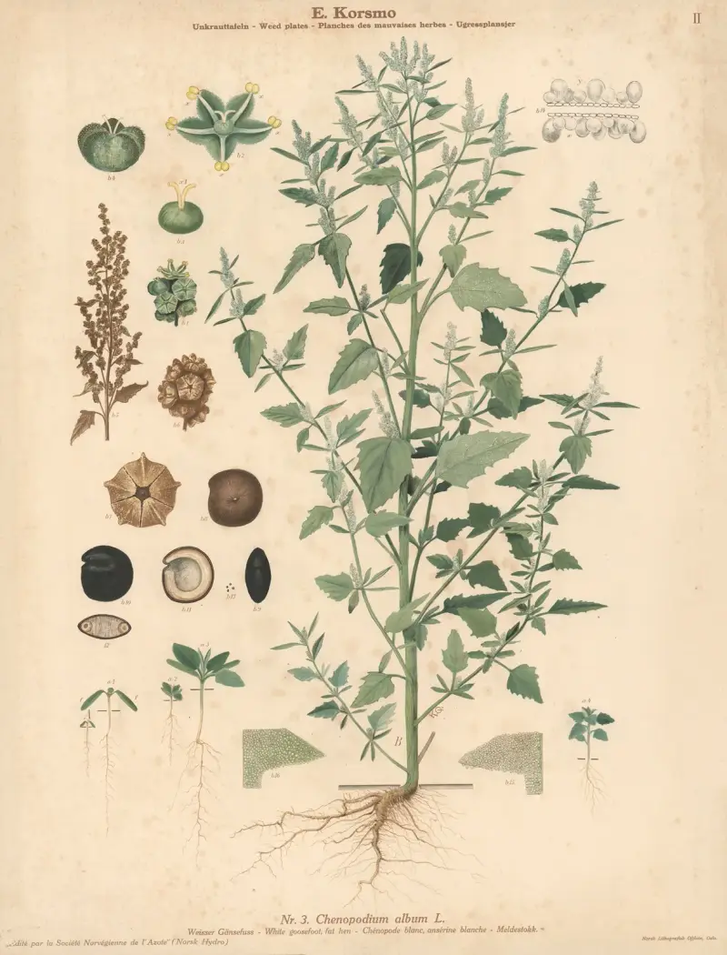 Weißer Gänsefuß, Fuchsschwanz von Knut Quelprud