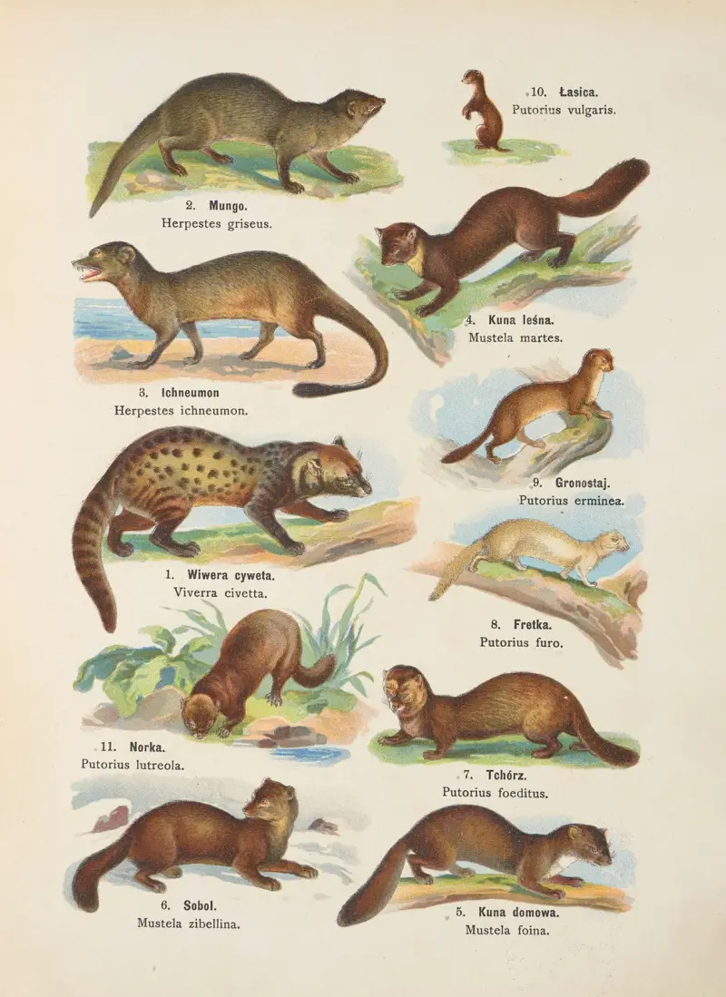 Atlas des Tierreichs Taf. 9 von Kurt Lampert