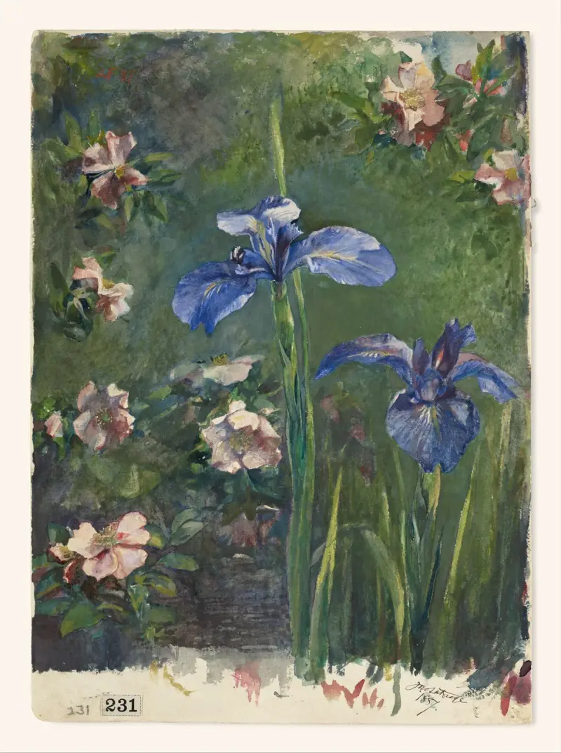 Wilde Rosen und Iris von John La Farge