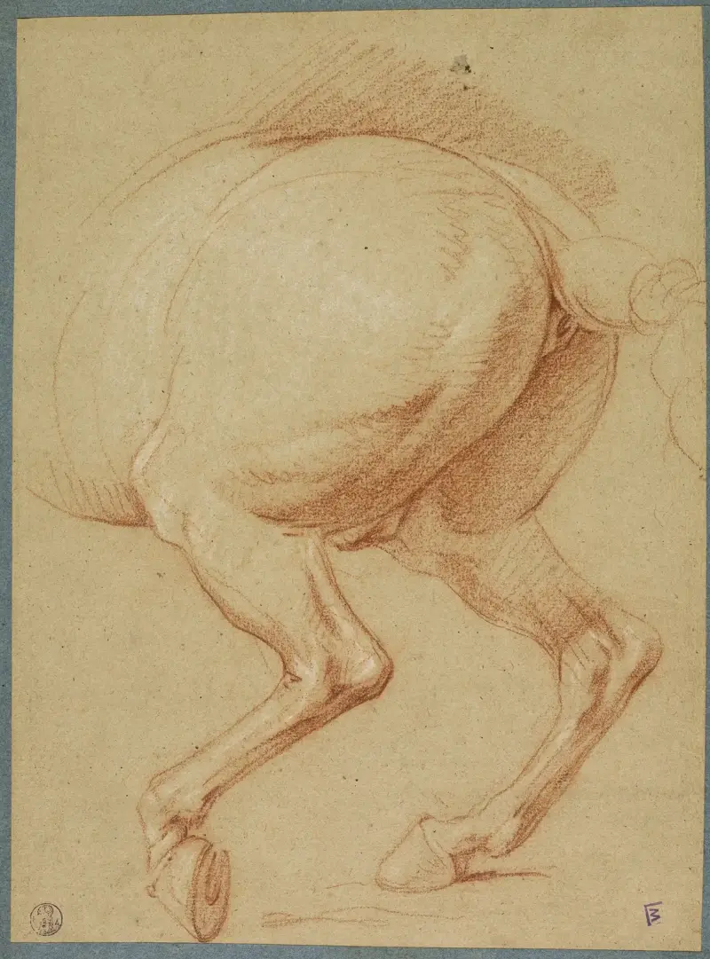 Hästens bakben av Charles Le Brun