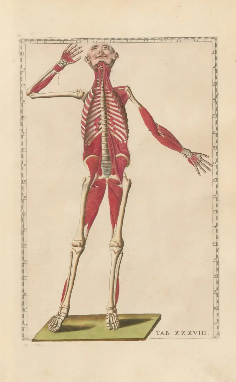 Bartolomeo Eustachis anatomiska planscher, romerska original, med nya förklaringar, plansch 38 av Pier Leone Ghezzi