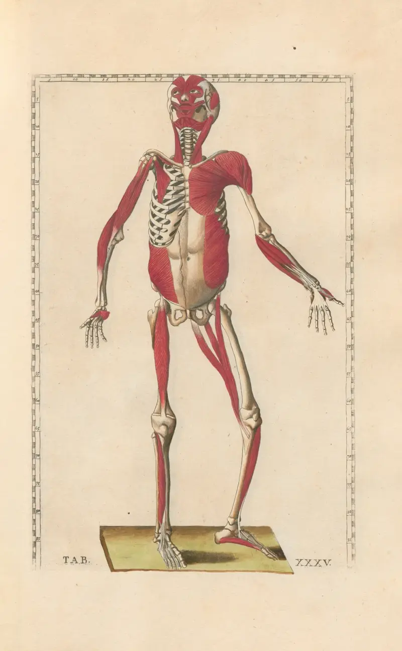 Bartholomaei Eustachii anatomici summi Romanae archetypae tabulae anatomicae novis explicationibus Pl.35 av Pier Leone Ghezzi