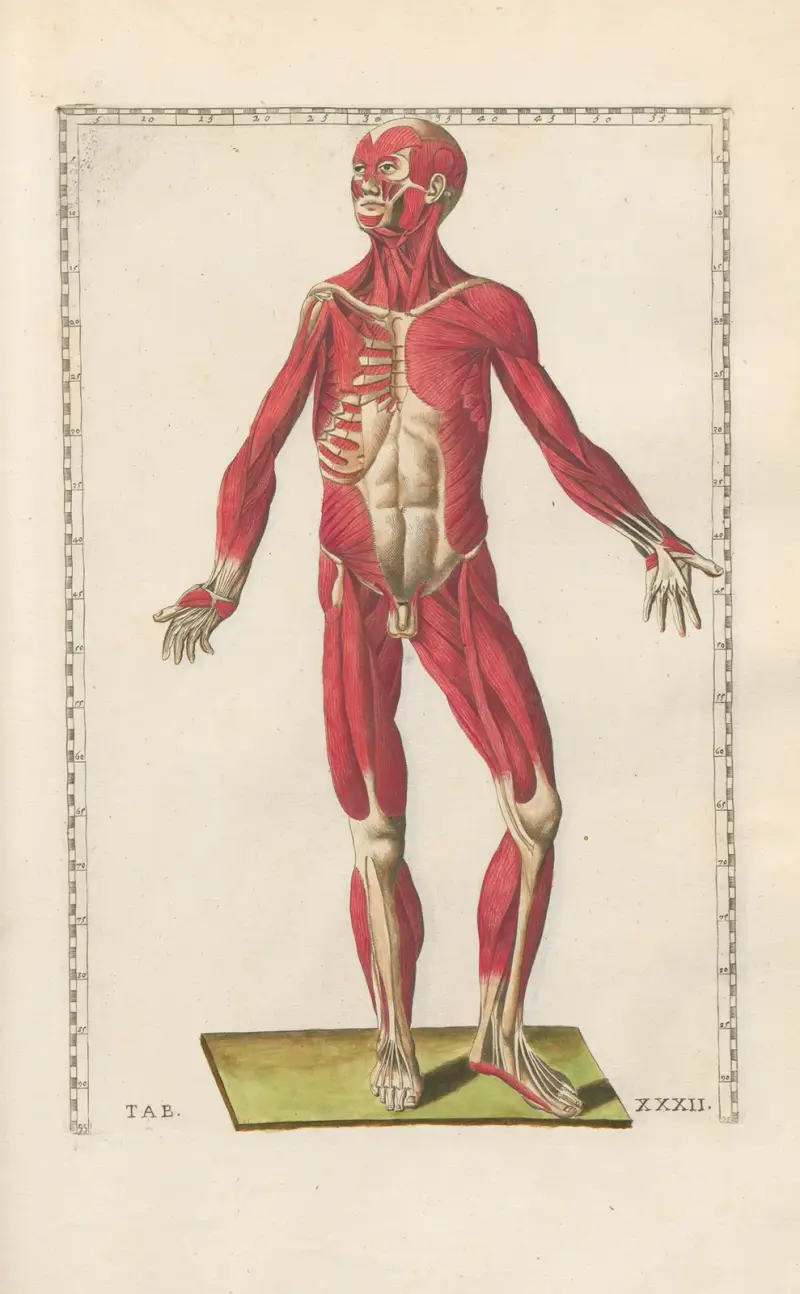 Bartolomeo Eustachis anatomiska planscher, romerska original, med nya förklaringar, plansch 32 av Pier Leone Ghezzi