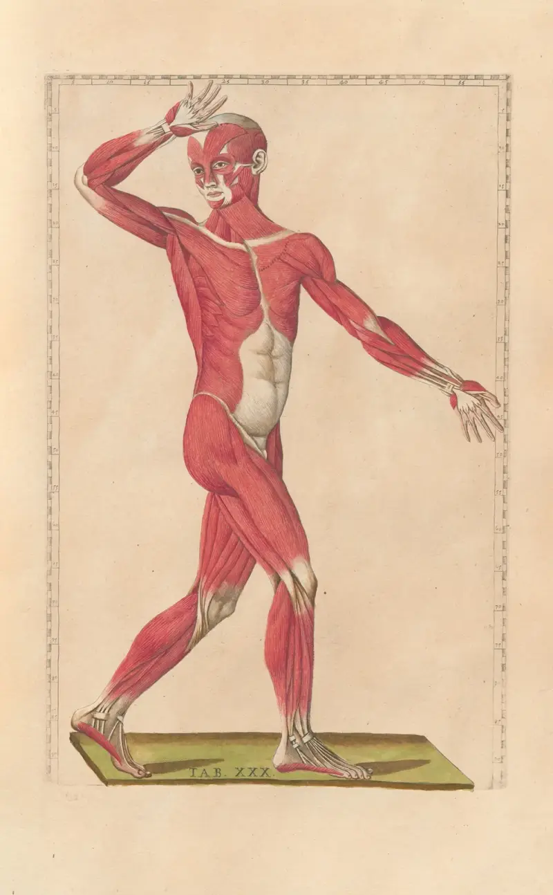 Bartholomaei Eustachii anatomici summi Romanae archetypae tabulae anatomicae novis explicationibus Pl.30 von Pier Leone Ghezzi