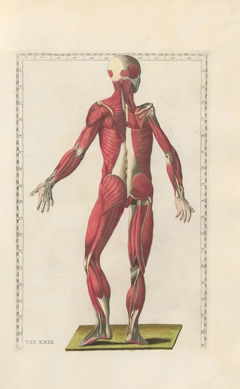 Bartolomeo Eustachis anatomiska planscher, romerska original, med nya förklaringar, plansch 29 av Pier Leone Ghezzi