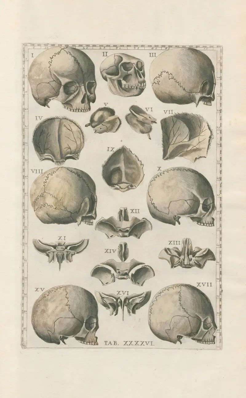 Bartolomeo Eustachis anatomiska planscher, romerska original, med nya förklaringar, plansch 46 av Pier Leone Ghezzi
