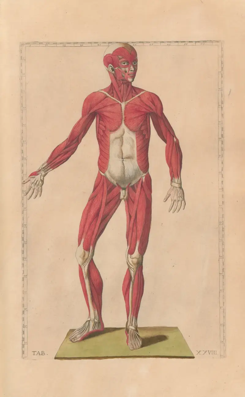 Bartolomeo Eustachis anatomiska planscher, romerska original, med nya förklaringar, plansch 28 av Pier Leone Ghezzi