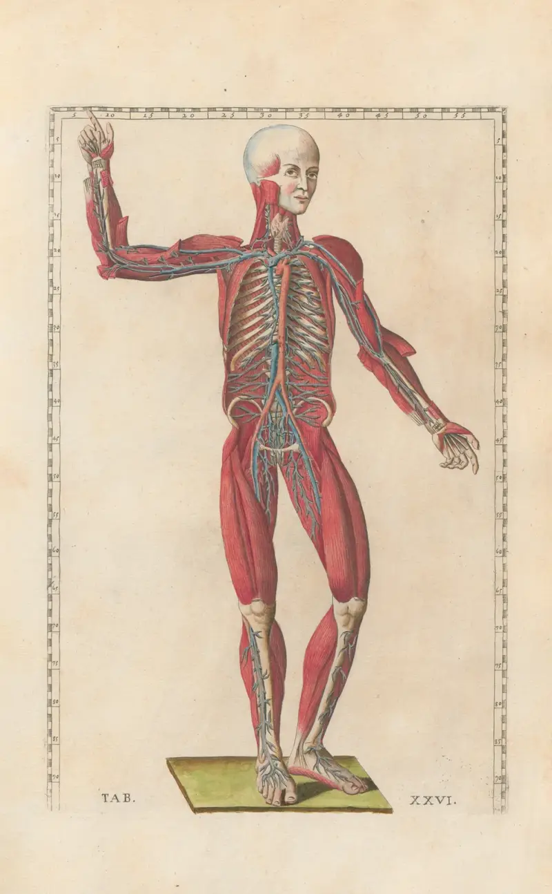 Bartolomeo Eustachis anatomiska planscher, romerska original, med nya förklaringar, plansch 26 av Pier Leone Ghezzi
