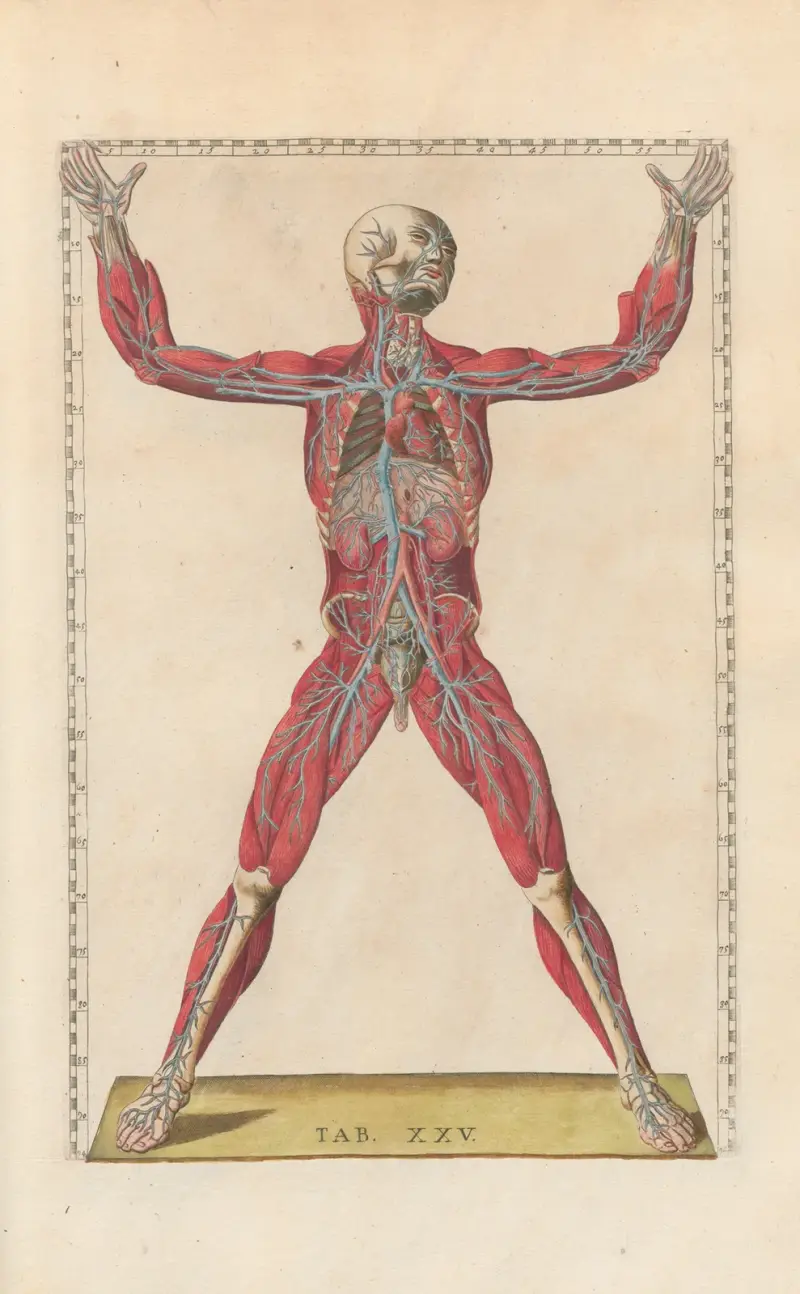 Bartolomeo Eustachis anatomiska planscher, romerska original, med nya förklaringar, plansch 25 av Pier Leone Ghezzi