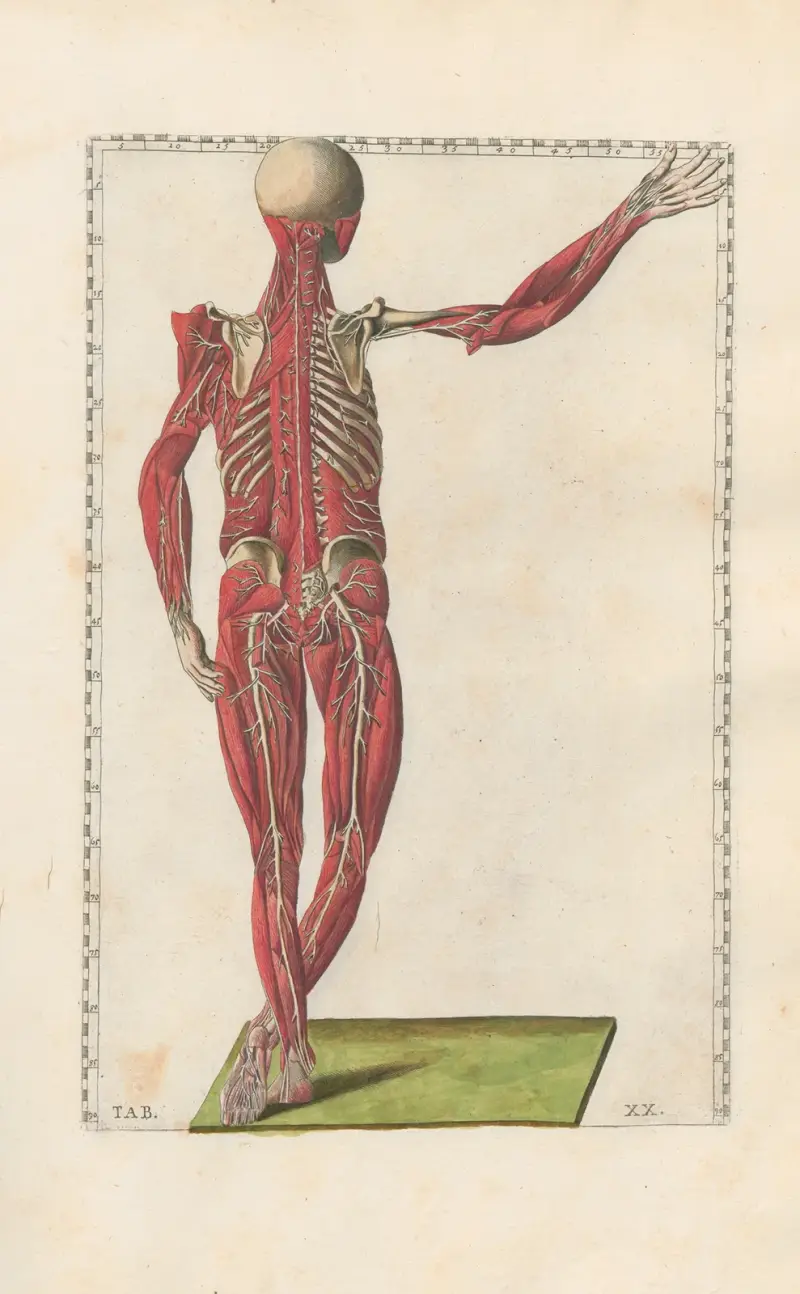 Bartholomaei Eustachii anatomici summi Romanae archetypae tabulae anatomicae novis explicationibus, Tafel 20 von Pier Leone Ghezzi