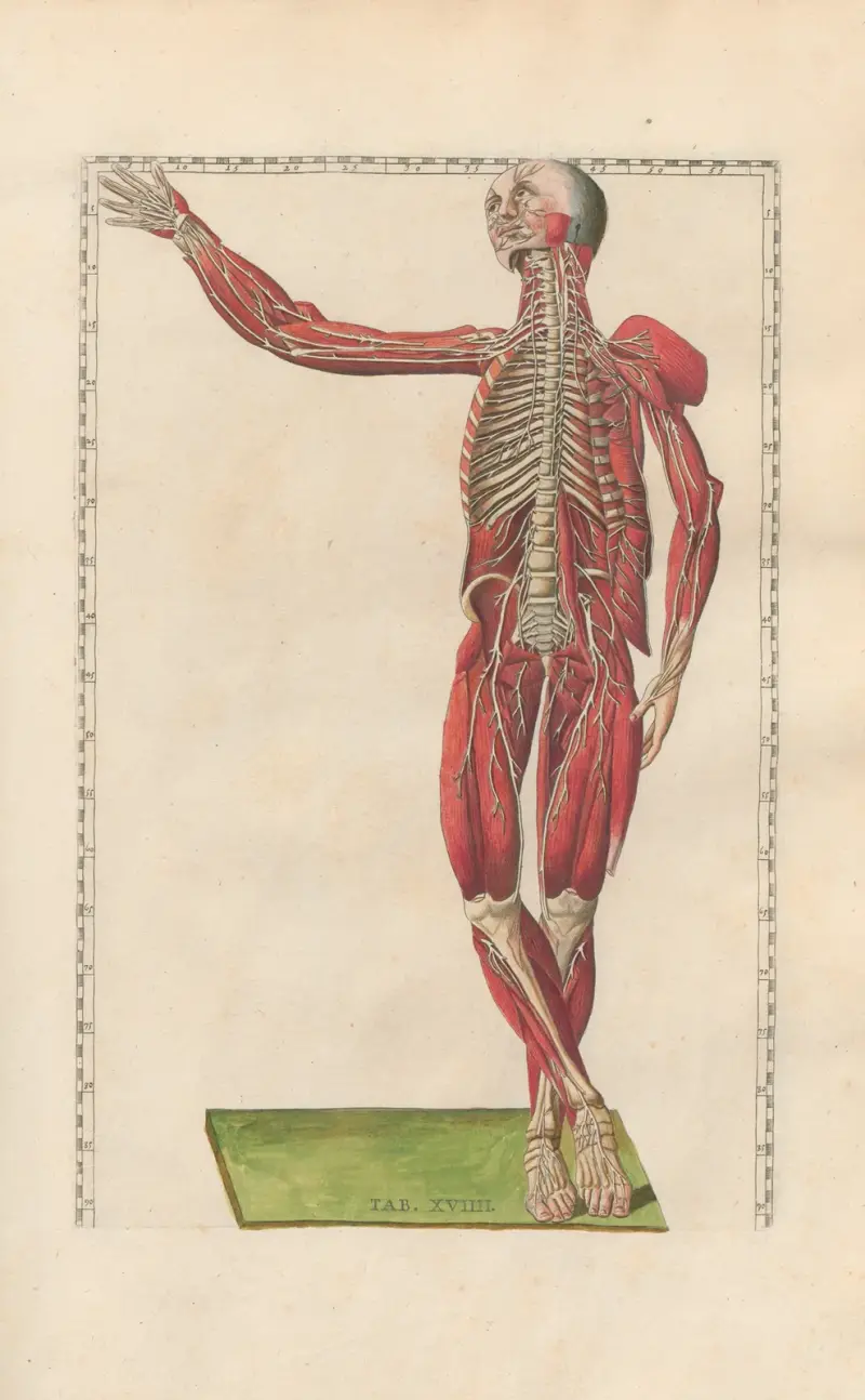 Bartholomaei Eustachii anatomici summi Romanae archetypae tabulae anatomicae novis explicationibus, Tafel 19 von Pier Leone Ghezzi