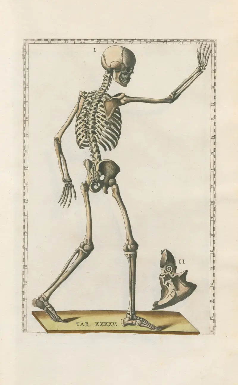 Bartolomeo Eustachis anatomiska planscher, romerska original, med nya förklaringar, plansch 45 av Pier Leone Ghezzi