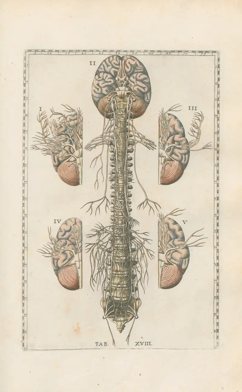 Bartolomeo Eustachis anatomiska planscher, romerska original, med nya förklaringar, plansch 18 av Pier Leone Ghezzi