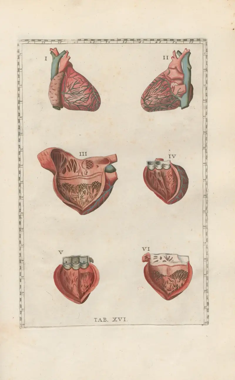 Bartholomaei Eustachii anatomici summi Romanae archetypae tabulae anatomicae novis explicationibus Pl.16 von Pier Leone Ghezzi