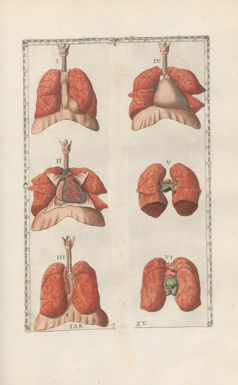Bartolomeo Eustachis anatomiska planscher, romerska original, med nya förklaringar, plansch 15 av Pier Leone Ghezzi