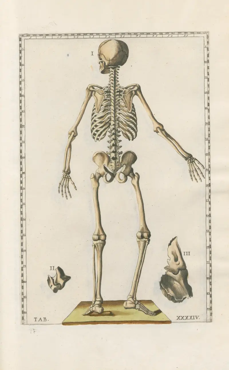 Bartolomeo Eustachis anatomiska planscher, romerska original, med nya förklaringar, plansch 44 av Pier Leone Ghezzi