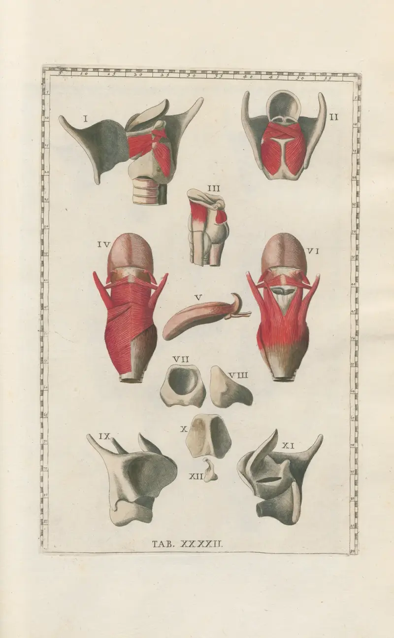 Bartolomeo Eustachis anatomiska planscher, romerska original, med nya förklaringar, plansch 42 av Pier Leone Ghezzi