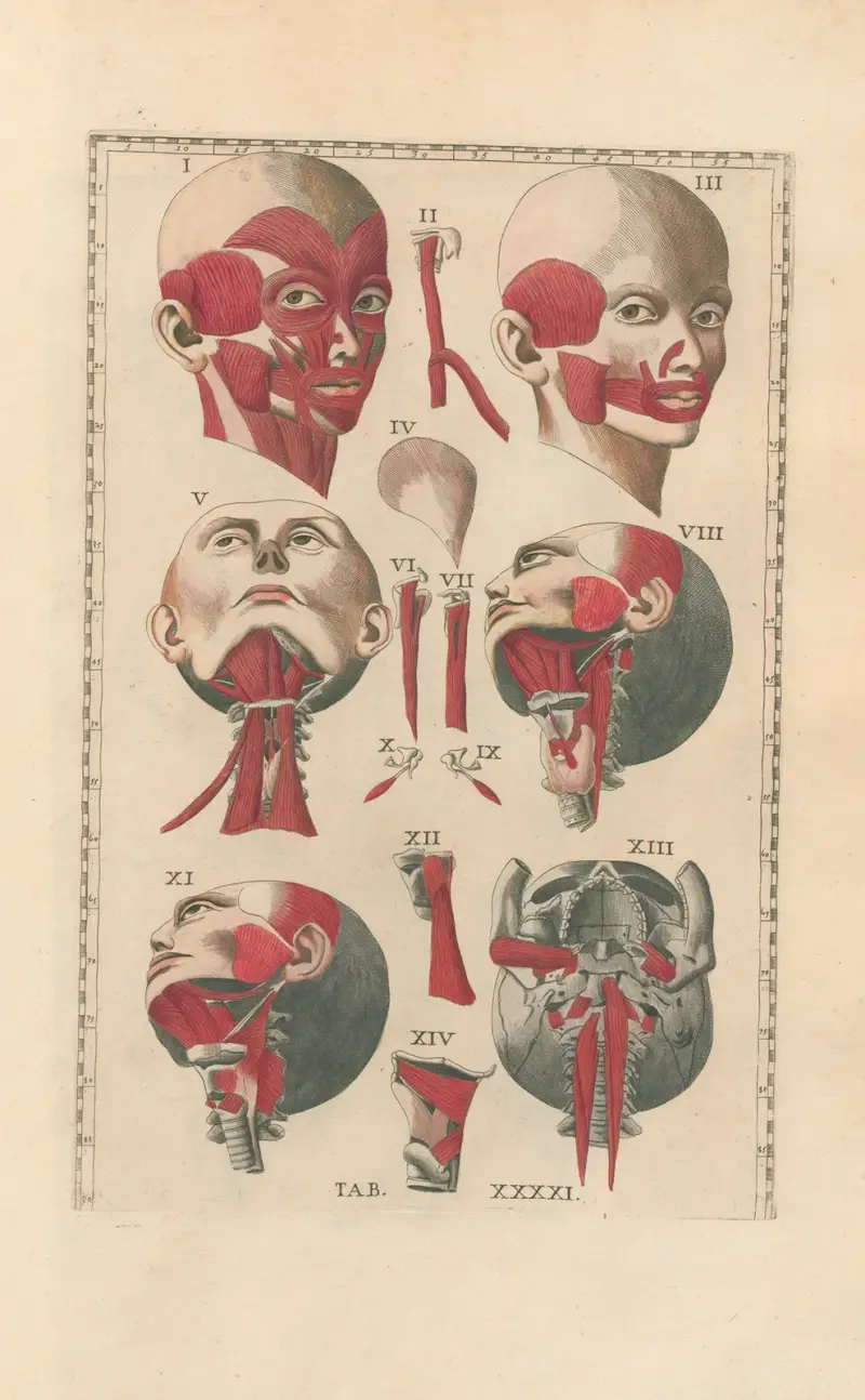 Bartholomaei Eustachii anatomici summi Romanae archetypae tabulae anatomicae novis explicationibus Pl.41 von Pier Leone Ghezzi