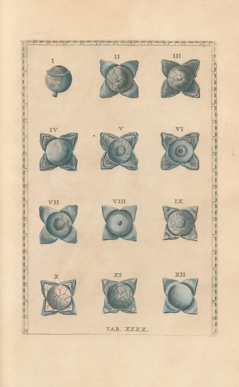 Bartolomeo Eustachis anatomiska planscher, romerska original, med nya förklaringar, plansch 40 av Pier Leone Ghezzi