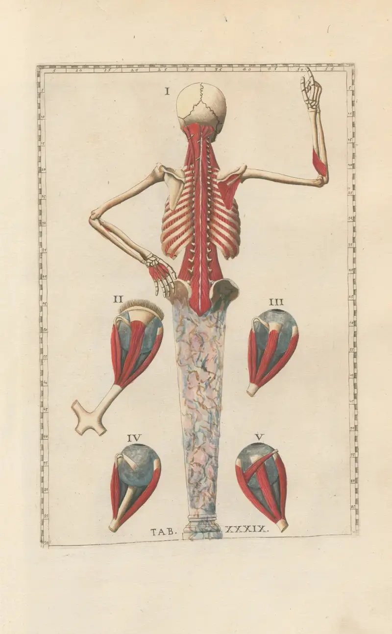 Bartholomaei Eustachii anatomici summi Romanae archetypae tabulae anatomicae novis explicationibus Pl.39 av Pier Leone Ghezzi