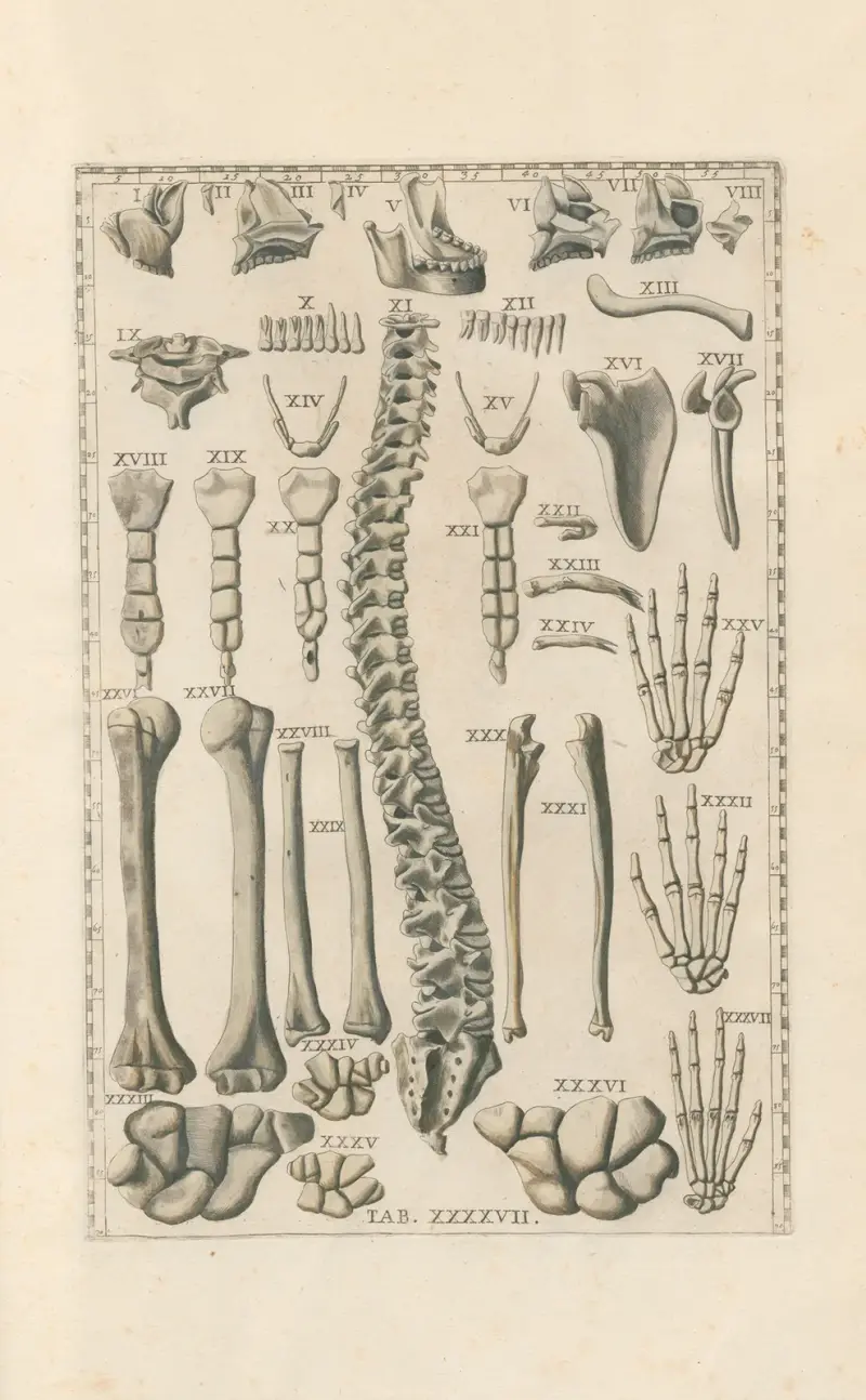 Bartholomaei Eustachii anatomici summi Romanae archetypae tabulae anatomicae novis explicationibus Pl.47 av Pier Leone Ghezzi